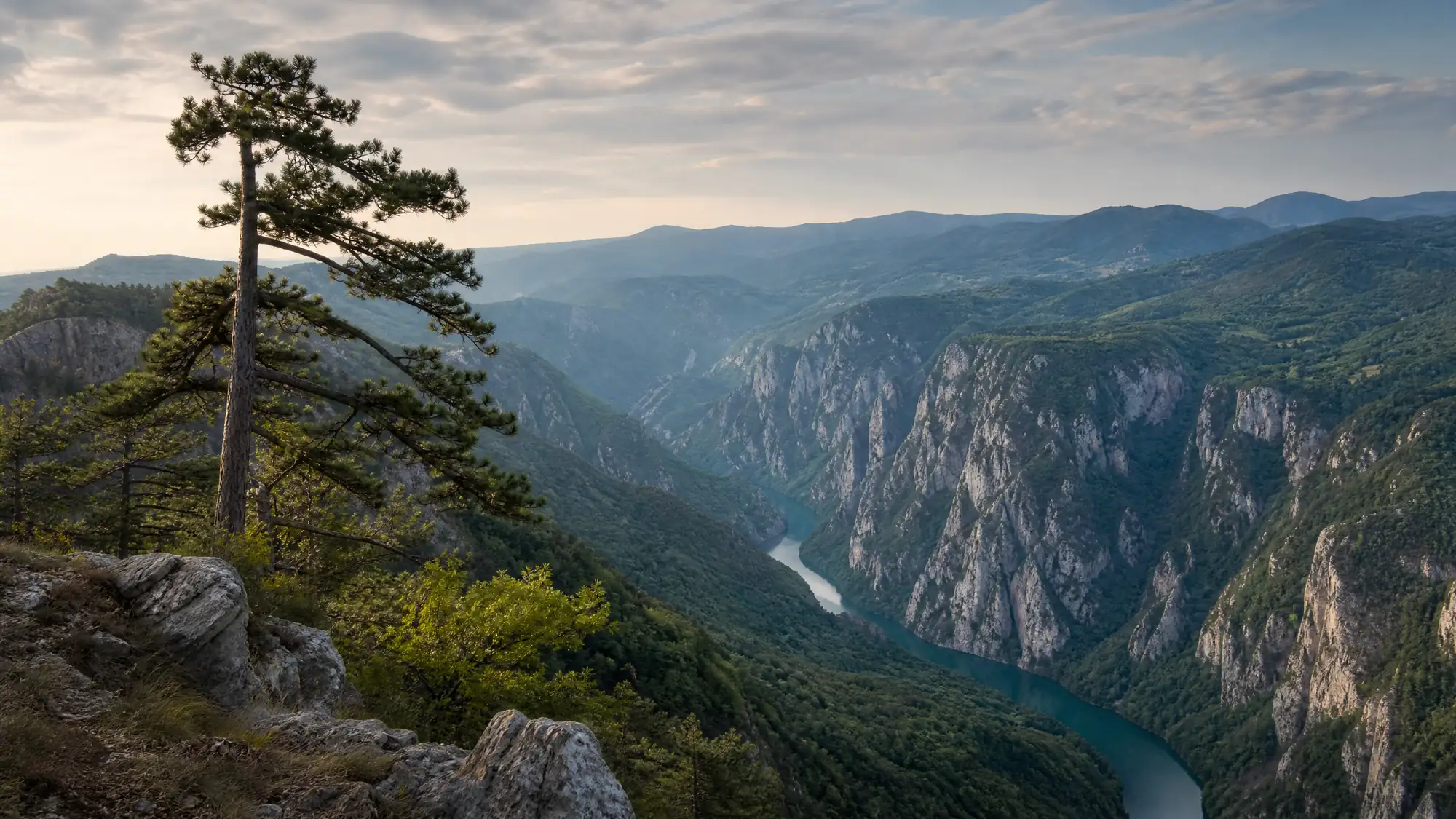 Nationaal Park Tara beslaat een uitgestrekt bergachtig gebied in het westen van Servië. Het heeft diepe riviercanyons, zeldzame sparrenbossen en steile uitkijkpunten aan de rotswanden.